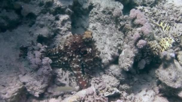 Осьминог Подводном Океане Коралловом Рифе Красном Море Осьминог Обладает Уникальной — стоковое видео