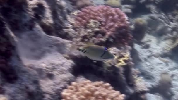 속에서 수영하는 물고기를 촬영하는 홍해에 산호초 물고기에게 자극을 주었다 가형성 — 비디오