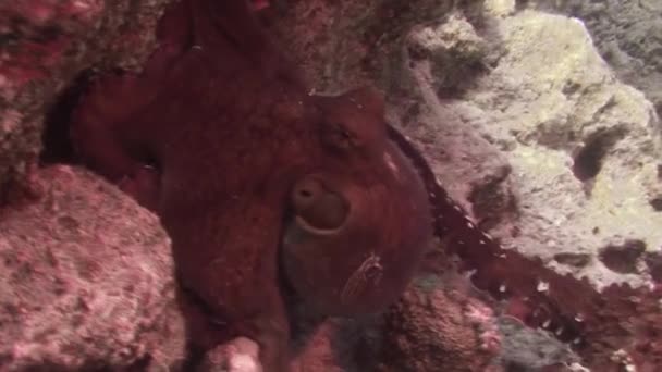 수중의 산호초에 매혹적 문어들 옥토퍼스는 모양을 수있는 능력을 가지고 대양에 — 비디오