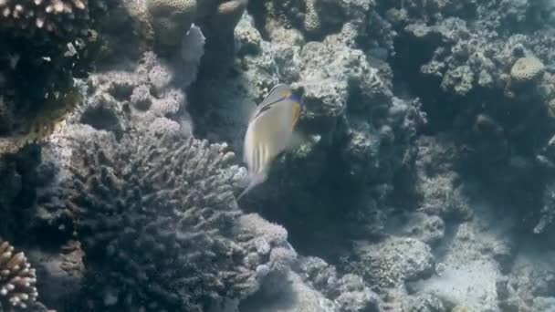 Mercan Resifinde Boyanmış Balık Tetik Balığı Balistapus Dalgalanması Kızıl Deniz — Stok video