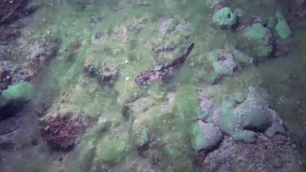 深いバイカル湖の海底の岩の底に赤い角のついたゴービー 湖の底には鉱物や金属が豊富にあり 探検家が研究するためのユニークな生態系です — ストック動画