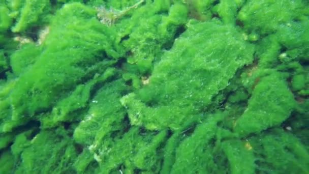 Κοντινό Πλάνο Του Υποβρύχιου Πυθμένα Της Λίμνης Baikal Πολλή Πράσινη — Αρχείο Βίντεο