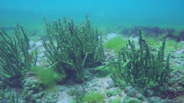 Macro Tiros Fundo Subaquático Lago Baikal Com Muita Vegetação Verde — Vídeo de Stock
