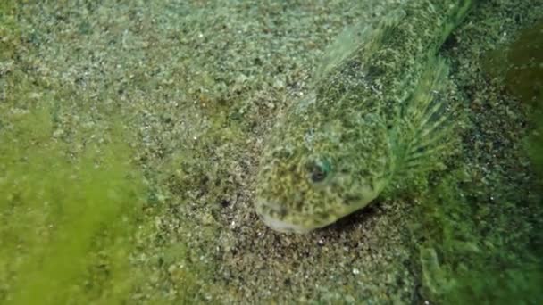 海底岩石上的鱼深潜在贝加尔湖中 吸引人 令人费解 贝加尔湖是教科文组织的世界遗产 因其独特的 未遭破坏的环境而得到承认 — 图库视频影像