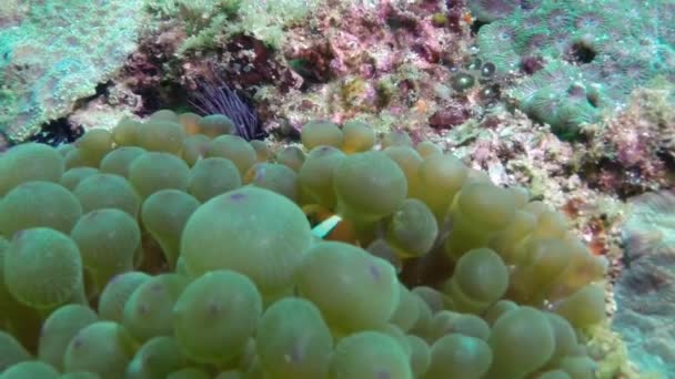 珊瑚中的两栖动物鱼生活在附近的海里 海底世界的景象令人叹为观止 — 图库视频影像