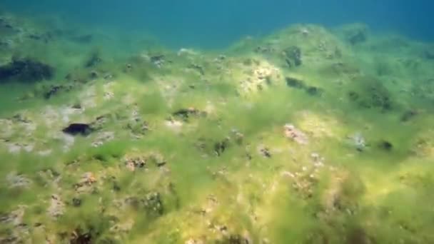 ロックと豊かな自然世界とバイカル湖の水中底のマクロショット 湖はユネスコの世界遺産に登録されています — ストック動画