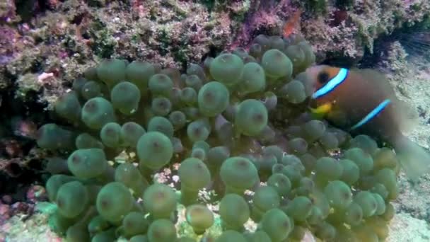 Nyfiken Amfiprion Fisk Koraller Vatten Havet Närbild Dyk Djupare Kommer — Stockvideo