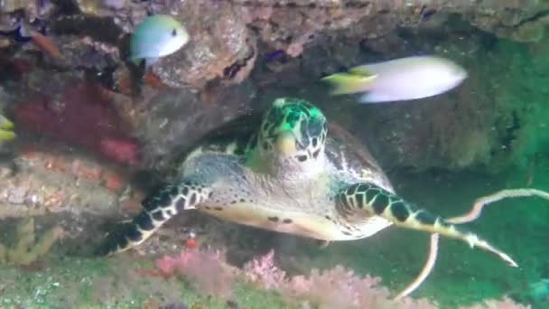 Tartaruga Nada Fora Corais Sob Águas Claras Oceano Close Subaquático — Vídeo de Stock