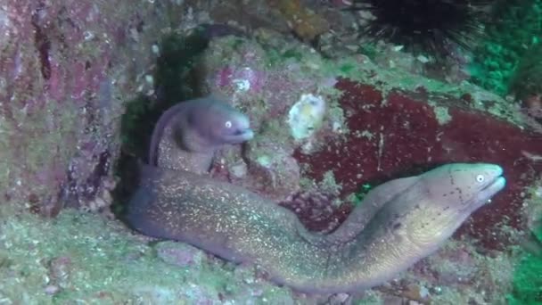 Twee Murene Paling Close Onder Water Gewoon Prachtig Onderwater Wereld — Stockvideo