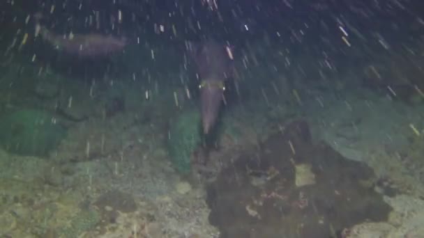 Calamari Ipnotizzanti Nuotano Sul Fondo Sott Acqua Flora Fauna Marina — Video Stock