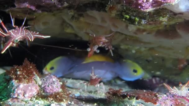 Interessante Fische Zwischen Korallen Und Meereskrebsen Umgeben Unter Wasser Der — Stockvideo