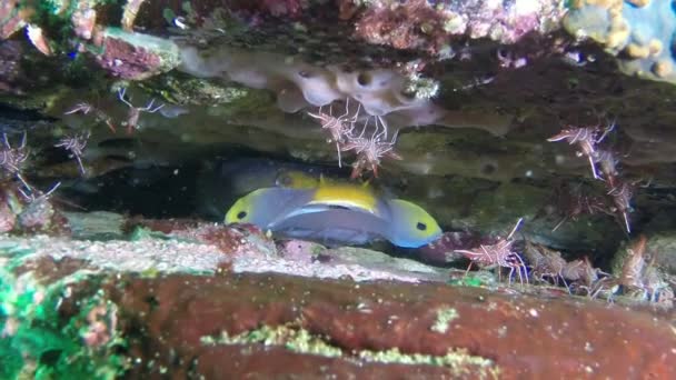 珊瑚和海虾之间不同寻常的鱼围绕着它的水下特写 探索水下世界是一次与众不同的冒险 — 图库视频影像