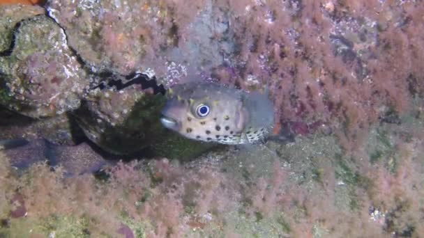 Puffer Fish Hedgehog Close Underwater Background Moray Eels Close Diving — Stock Video