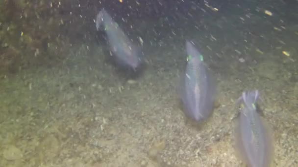 Tres Calamares Nadan Fondo Bajo Agua Cerca Mundo Submarino Aguas — Vídeo de stock