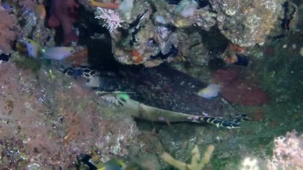 Güzel Deniz Kaplumbağası Mercanların Içine Gizlenmiş Suyun Altında Yakından Çekilmiş — Stok video