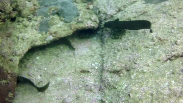 Κανάλι Γατόψαρο Κολυμπά Κάτω Από Κοράλλια Κοραλλιογενείς Ύφαλοι Έχουν Πληγεί — Αρχείο Βίντεο