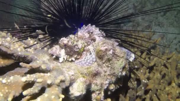 Close Olhar Para Peixes Venenosos Verrugas Cobertas Nadando Entre Corais — Vídeo de Stock
