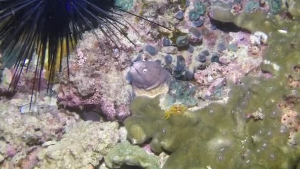 莫雷鳗鱼水下背景海胆特写 清澈水域中的海洋生物惊人地反映出海洋的丰富性 — 图库视频影像