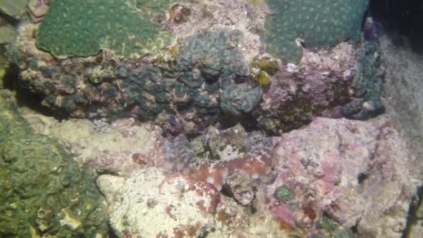 Pulpo Tentáculos Primer Plano Acechando Fondo Del Mar Los Corales — Vídeo de stock