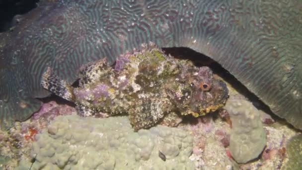 Μεταξύ Των Κοραλλιογενών Σχηματισμών Υποβρύχια Δηλητηριώδη Ψάρια Μυρμηγκιές Μπορεί Δει — Αρχείο Βίντεο