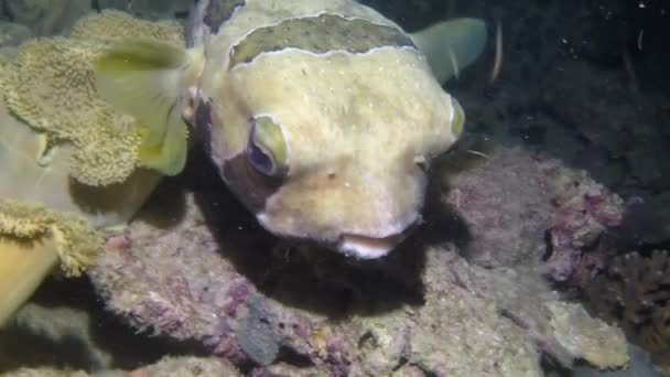 Diodon Lituresus Fish Close Underwater Background Stones Marine Flora Fauna — Stock Video