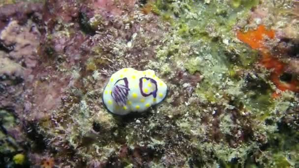 Beautifully Decorated Clam Coral Underwater Close Many Ways Underwater World — Stock Video