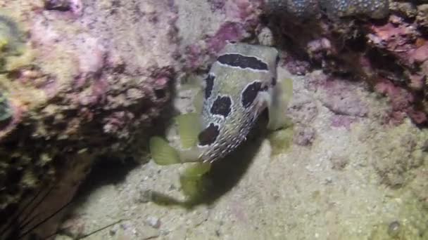 Αρκετά Δίδοντα Lituresus Ψάρια Close Υποβρύχια Φόντο Κοράλλια Συνολικά Υποβρύχιος — Αρχείο Βίντεο