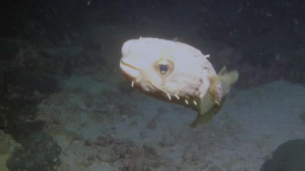 Anmutig Schwimmt Kugelfisch Bodennähe Unter Wasser Von Biolumineszierenden Quallen Bis — Stockvideo