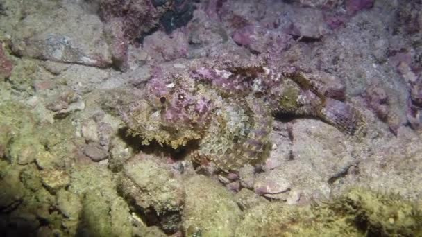 Ядовитая Рыба Бородавками Коже Замеченная Вблизи Среди Подводных Кораллов Чистые — стоковое видео
