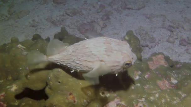 Puffer Fish Swims Underwater Bottom Many Ways Underwater World Metaphor — Stock Video