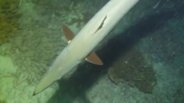 Κοντινό Πλάνο Ψαριού Barracuda Στο Σκοτάδι Κάτω Από Φως Ενός — Αρχείο Βίντεο