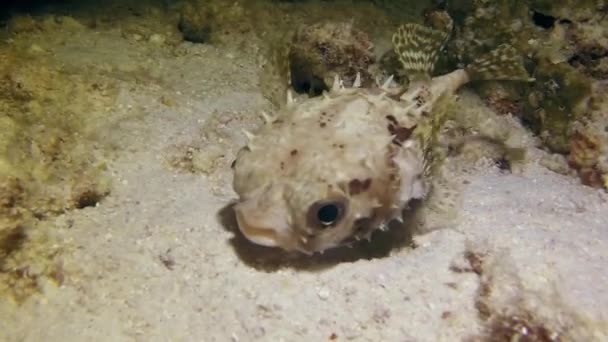 Puffer Fish Beautiful Corals Underwater Close Even Cant Visit Underwater — Stock Video