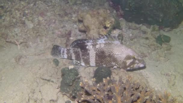 Κοντινό Πλάνο Δηλητηριωδών Ψαριών Μυρμηγκιές Στη Μέση Υποβρύχιων Κοραλλιογενών Σχηματισμών — Αρχείο Βίντεο