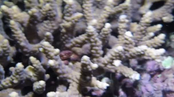 Ένα Μικρό Καβούρι Κρύφτηκε Κοντά Όμορφα Κοράλλια Κάτω Από Νερό — Αρχείο Βίντεο