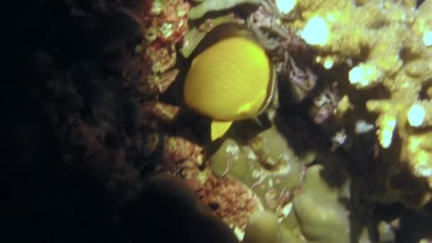 Żywe Kolory Raf Koralowych Uzupełniają Piękno Ryb Pływających Wokół Ocean — Wideo stockowe