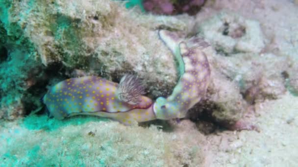 Mercanların Etrafındaki Altında Güzel Bir Deniz Yaşamı Deniz Koruma Çalışmaları — Stok video