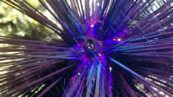 Glowing Sea Urchin Close Small Fish Its Needles Underwater Underwater — Stock Video