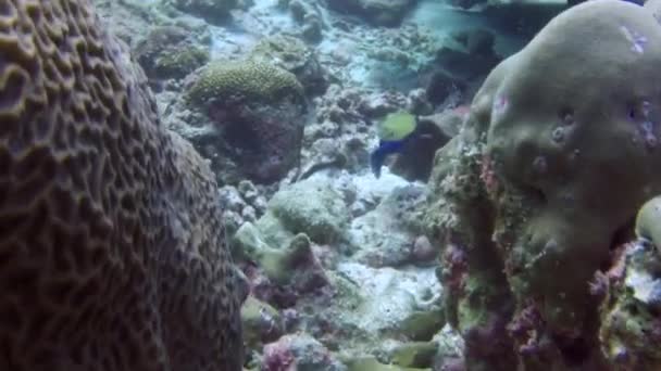 Lindo Peixe Nadar Torno Recifes Coral Criando Paisagem Subaquática Deslumbrante — Vídeo de Stock