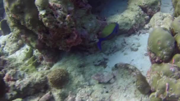Coral Reefs Teeming Life Beautiful Fish Swimming Everywhere Coral Polyps — Stock Video