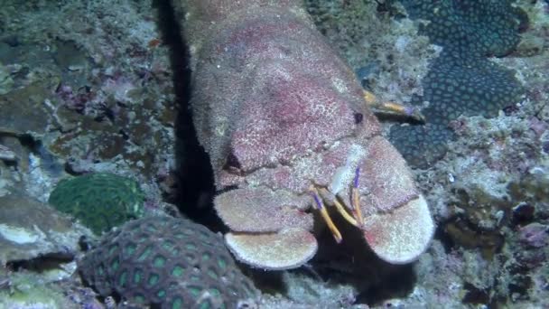 サンゴの底に水中で捕獲された巨大なロブスターとの密接な個人 澄んだ海での海洋生物は 海の美しさの息をのむような多様性の素晴らしいデモンストレーションです — ストック動画