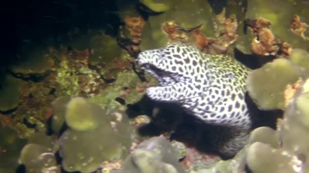 Zbliżenie Węgorza Moray Umieszczonego Koralowcach Dnie Wody Zwiedzanie Głębin Oceanu — Wideo stockowe