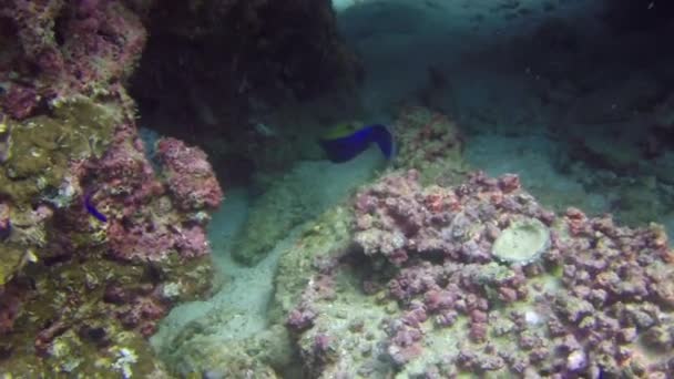 Piękno Podwodnego Świata Ilustruje Widok Pięknych Ryb Pływających Jego Świat — Wideo stockowe