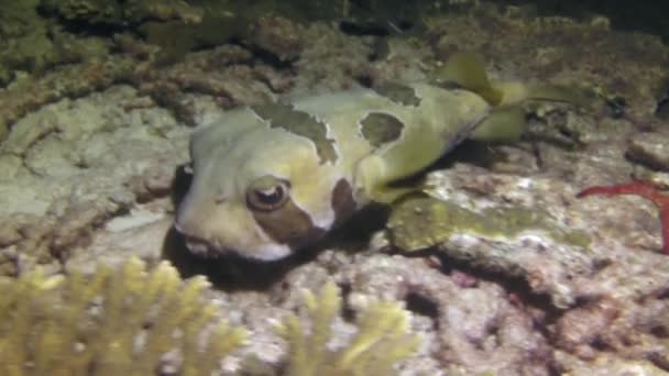 Fina Diodon Lituresus Fisk Närbild Vattnet Mot Bakgrund Koraller Dess — Stockvideo