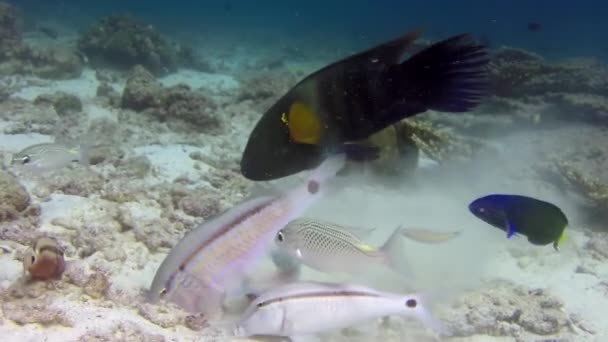 Όμορφα Ψάρια Ψάχνουν Για Τροφή Κάτω Από Νερό Κοντινό Πλάνο — Αρχείο Βίντεο