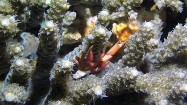Small Crab Crawling Coral Underwater Schools Shimmering Fish Dart Coral — Stock Video