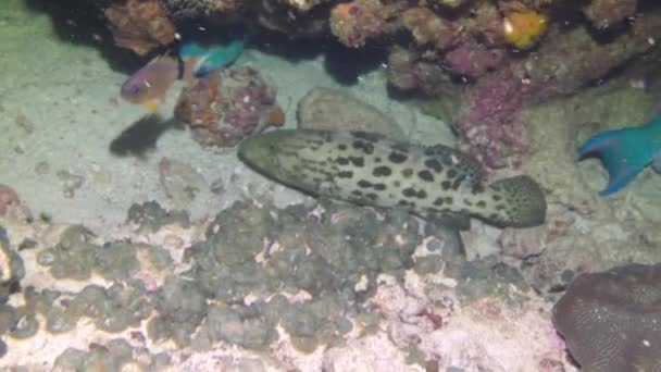 Variedad Hermosos Peces Nadan Alrededor Los Corales Bajo Agua Depende — Vídeo de stock