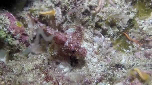 Υποβρύχια Θέα Των Όμορφων Ψαριών Που Κολυμπούν Γύρω Από Κοράλλια — Αρχείο Βίντεο