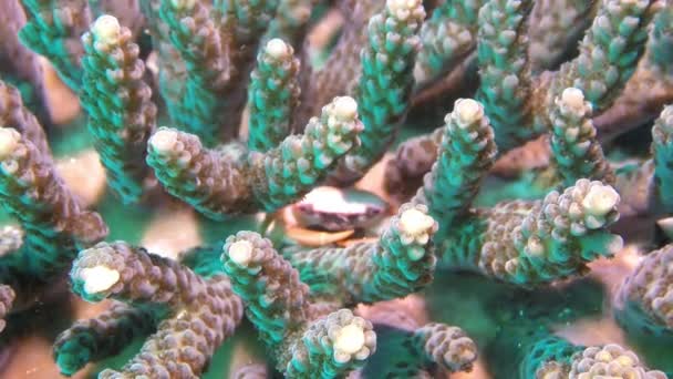 Μικρό Καβούρι Όμορφα Κοράλλια Κάτω Από Νερό Εξερεύνηση Του Υποβρύχιου — Αρχείο Βίντεο