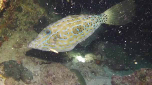 Ryby Malowały Jednorożca Pod Wodą Podwodny Świat Jest Tajemniczy Czarujący — Wideo stockowe
