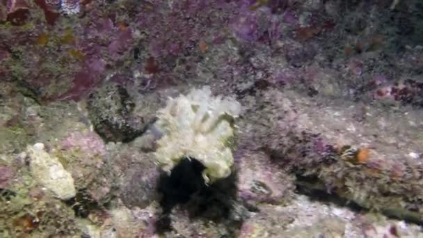 Aguas Cristalinas Hermosos Peces Nadan Alrededor Coloridos Corales Final Mundo — Vídeo de stock